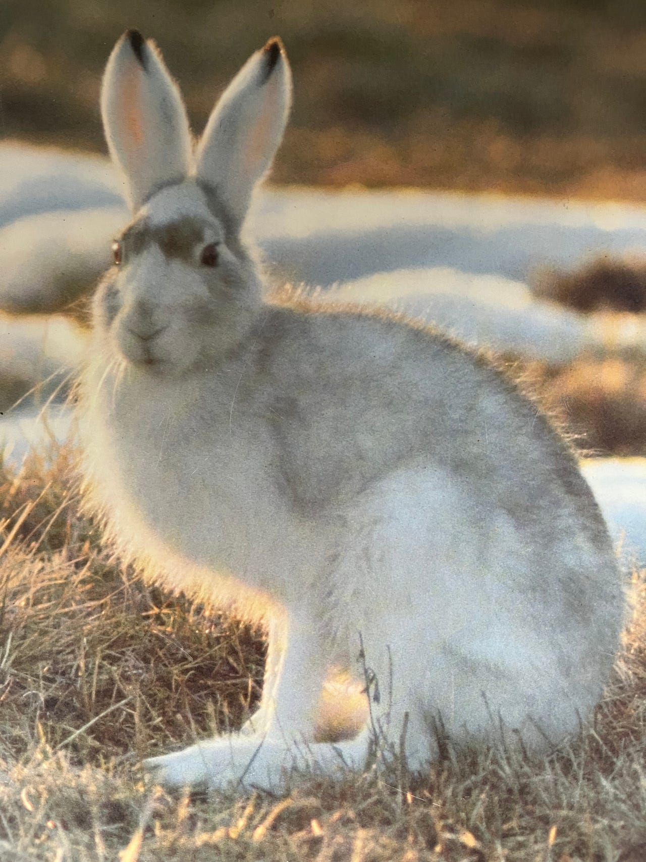 0petustaulu Jänis/Hare: Hannu Hautala/Caspro Ky