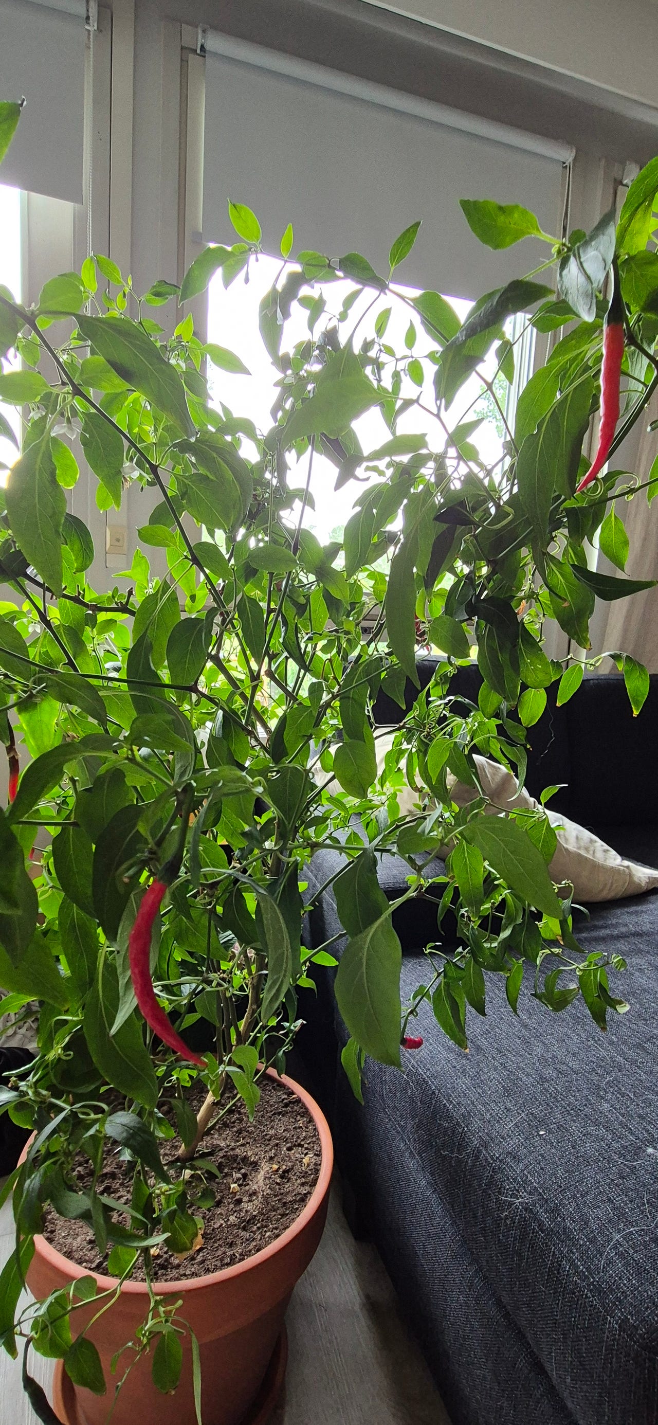 CHILIPAPRIKA Cayenne Long Slim