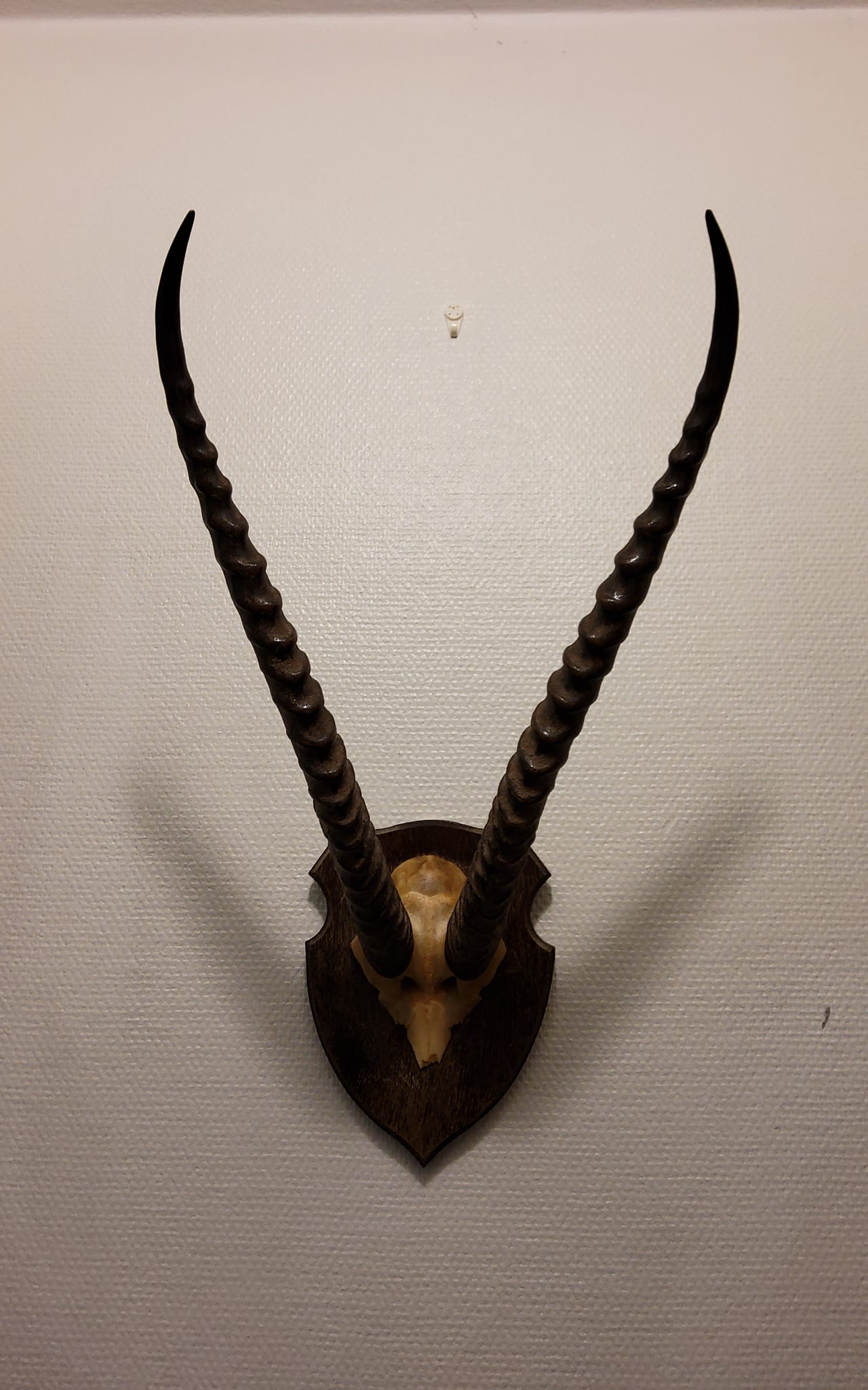 Gasellinsarvet 50cm seinätelineessä