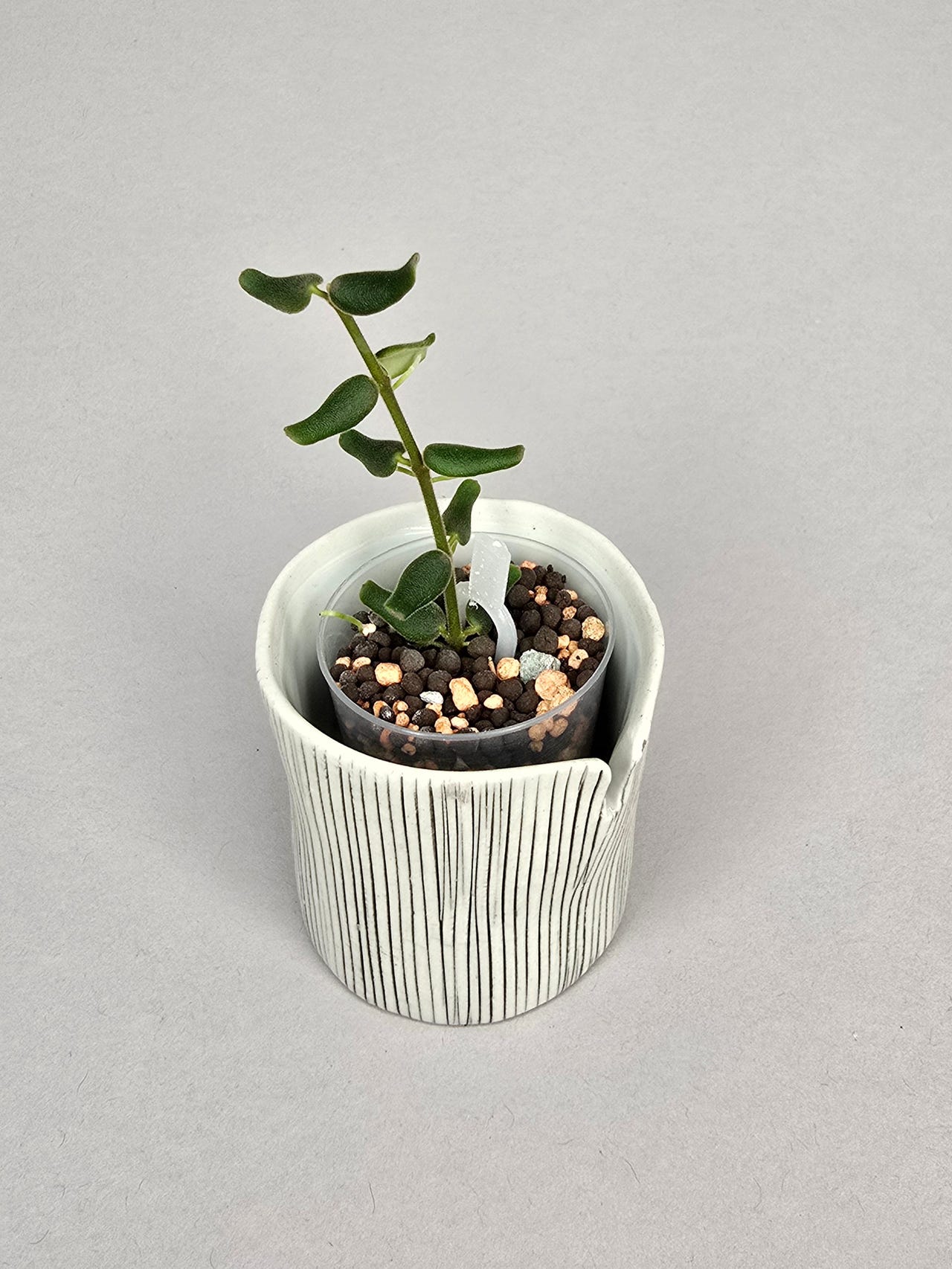 Hoya pyrifolia