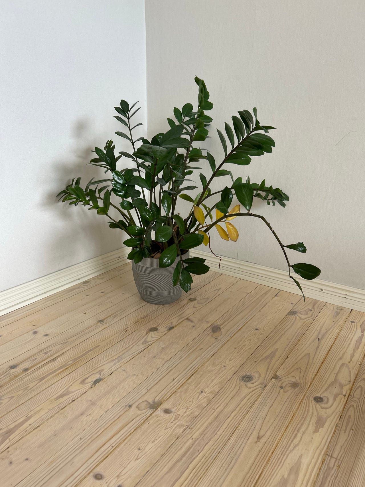 Isokokoinen zamioculcas huonekasvi ruukussa
