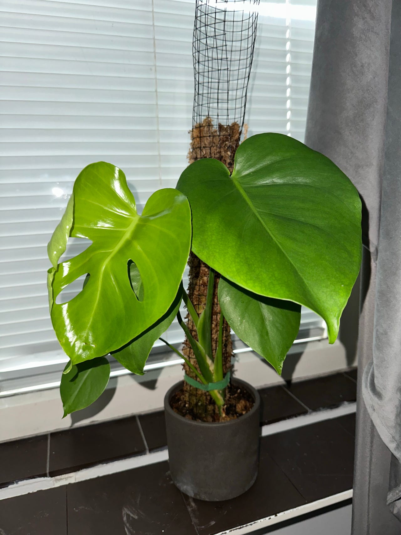 Peikonlehti sammaltolpalla Monstera huonekasvi
