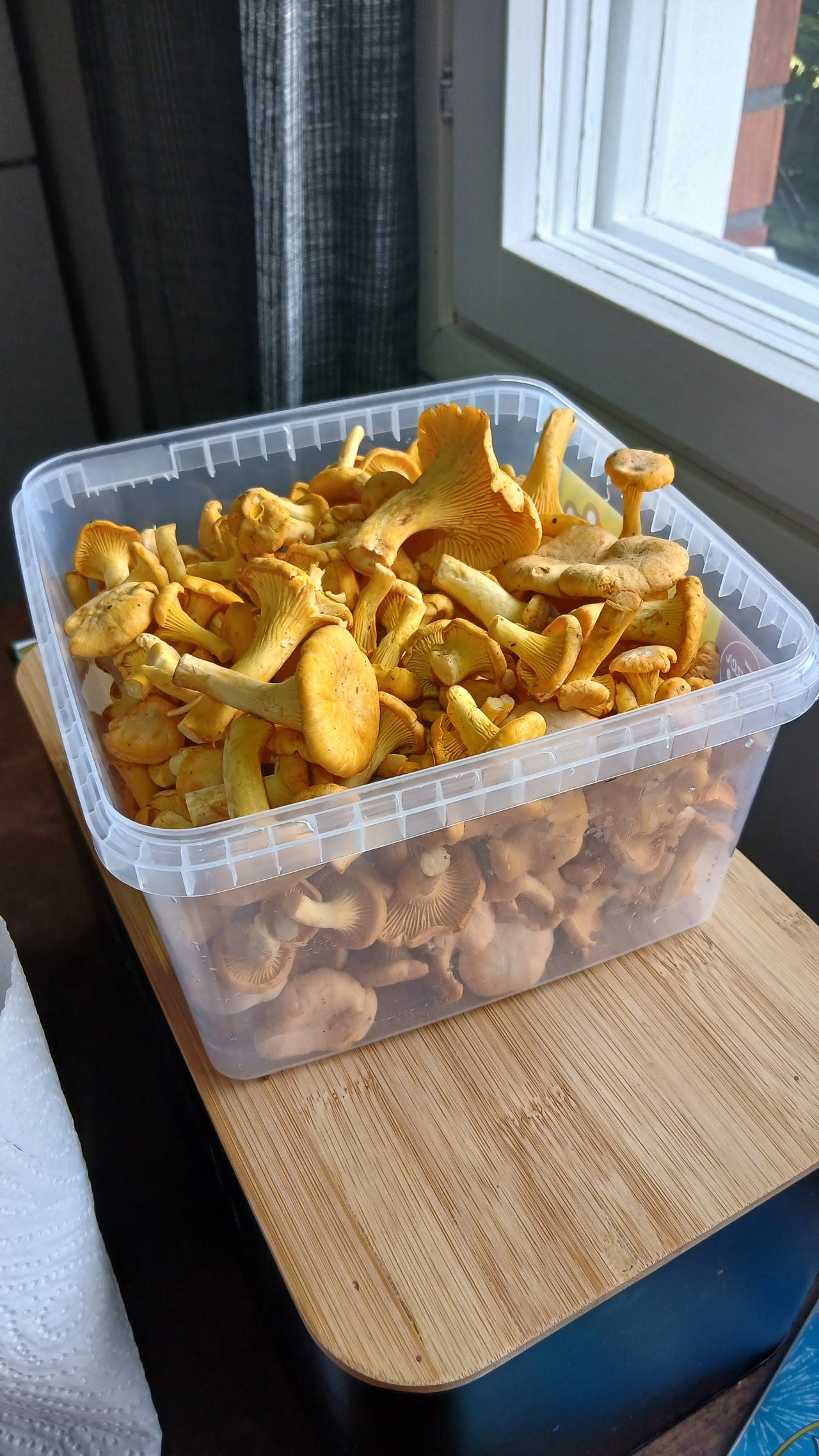 Kanttarelliä vajaa 3 litraa