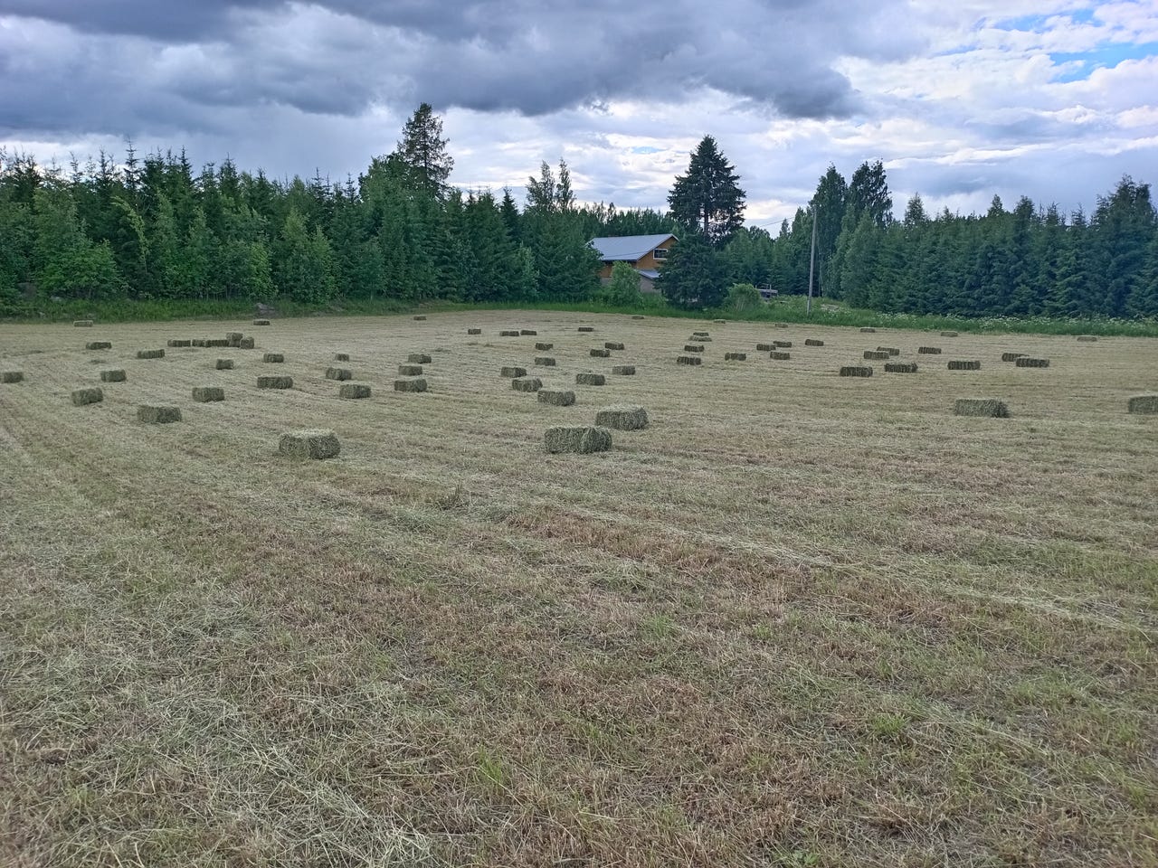 Kuivaheinää pienpaaleissa