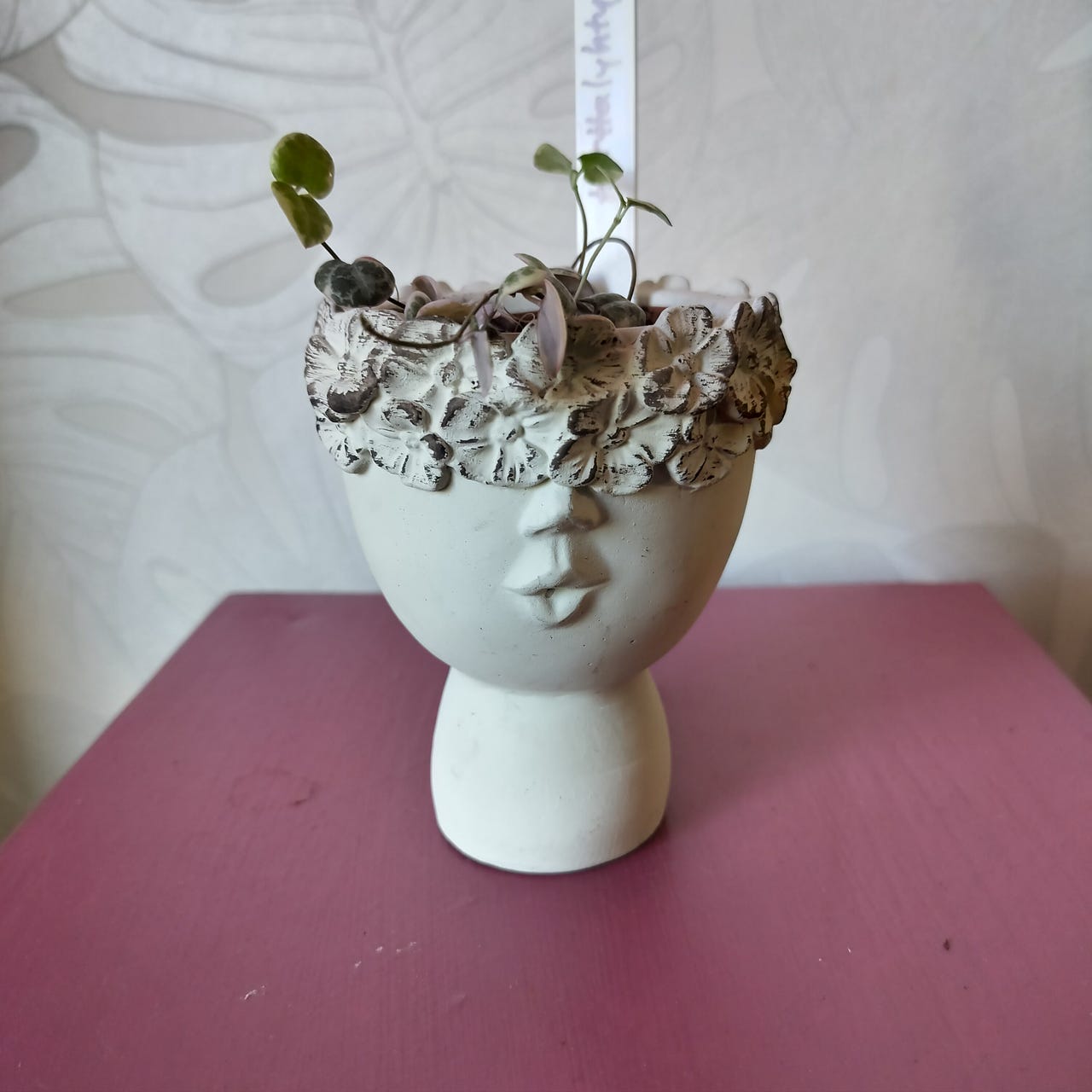 Herttalyhty (variegata) pieni taimi ruukussa