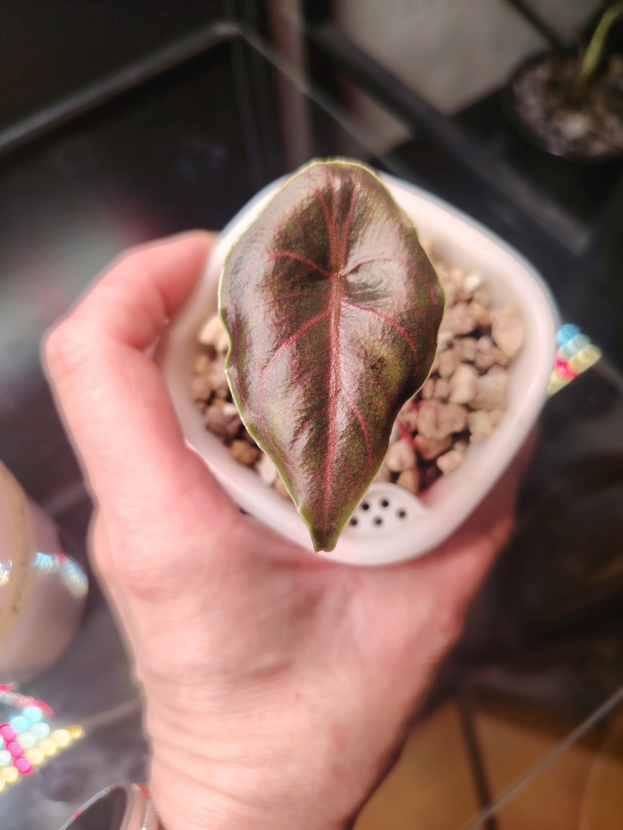 Alocasia azlaniin alku