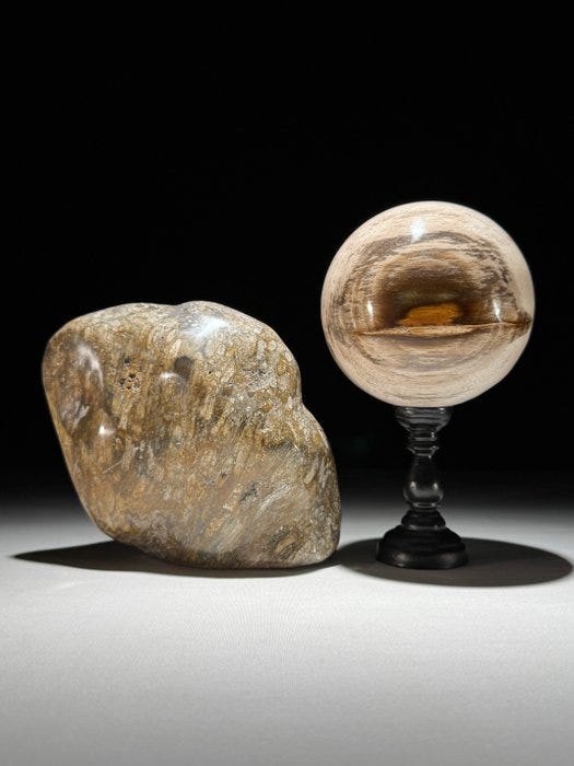 Koriste-esine - Beautiful Pair of Coral Fossil and Petrified Wood