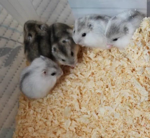 Venäjänkääpiöhamsteri talvikon poikasia