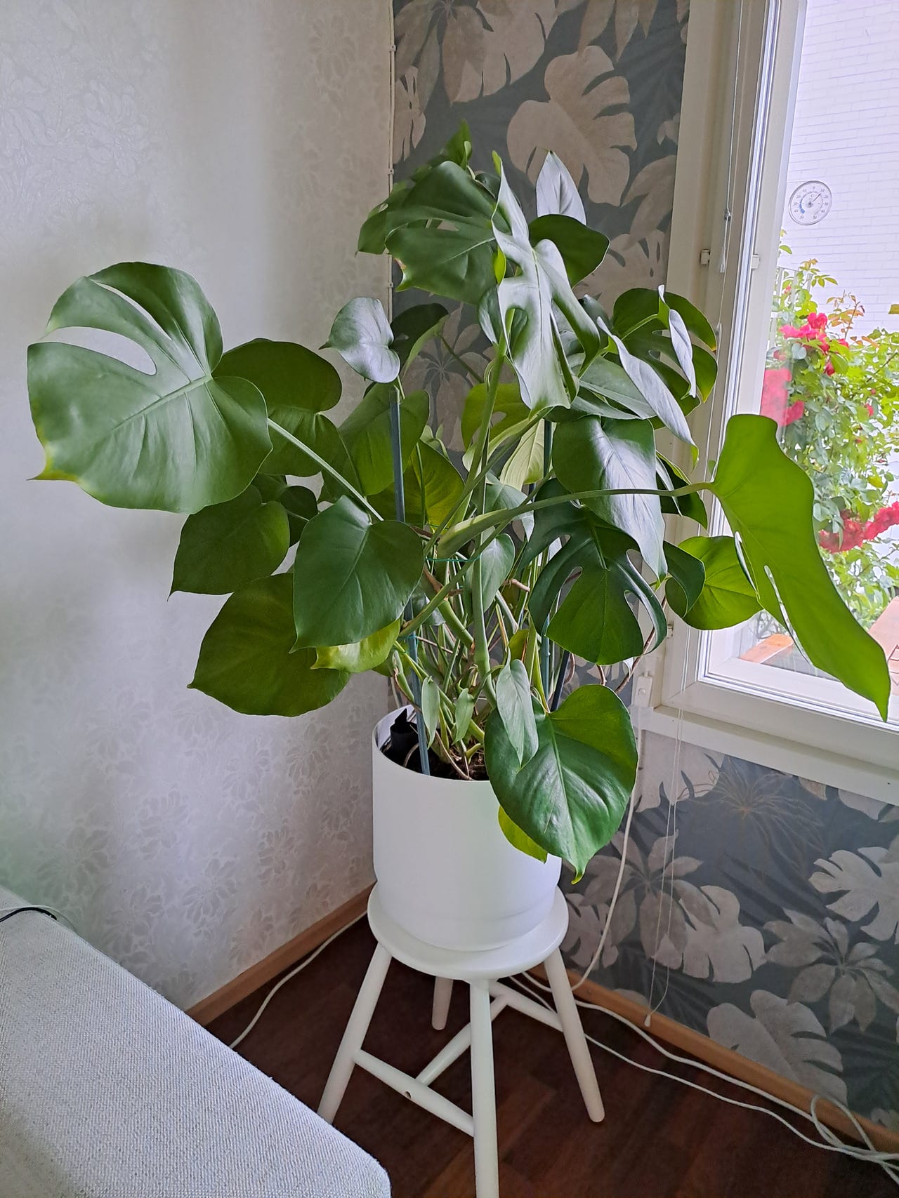 Peikonlehti altakasteluruukussa