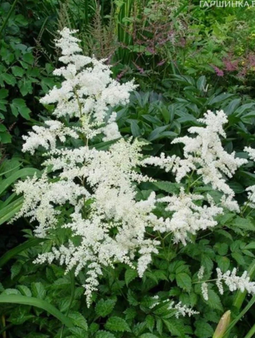 Valkoinen astilbe perenna