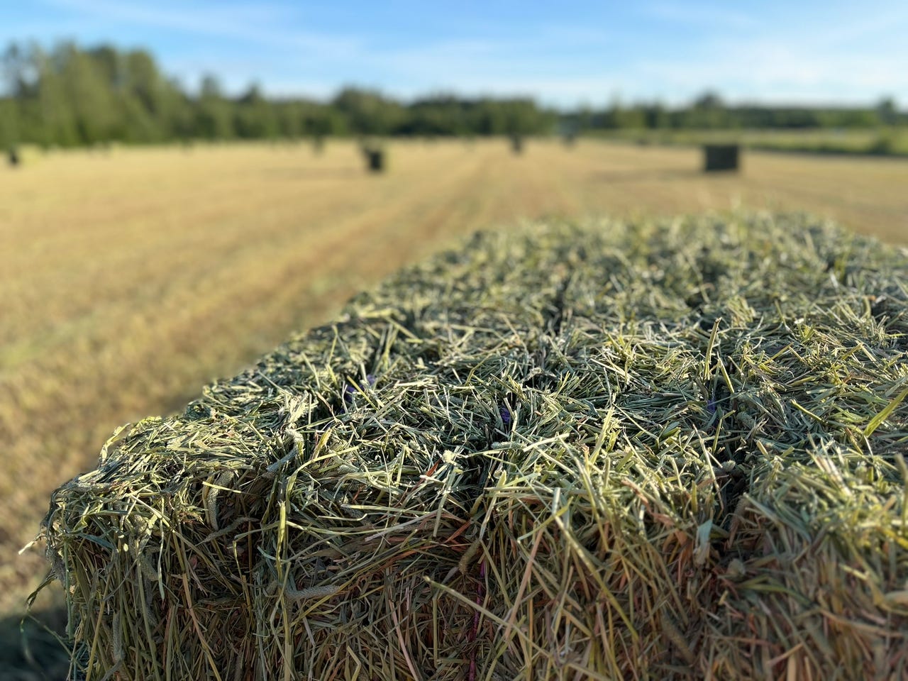 Heinää hevosille - n. 200 kg muovitetuissa paaleissa tallillesi t