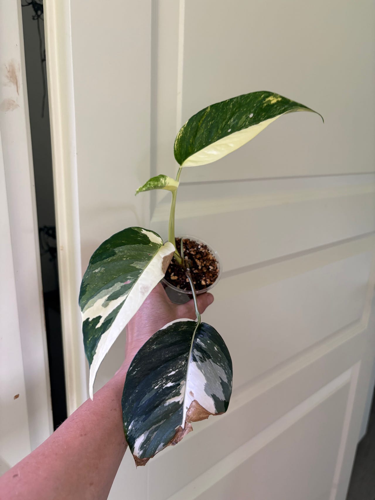 Epipremnum pinnatum variegata