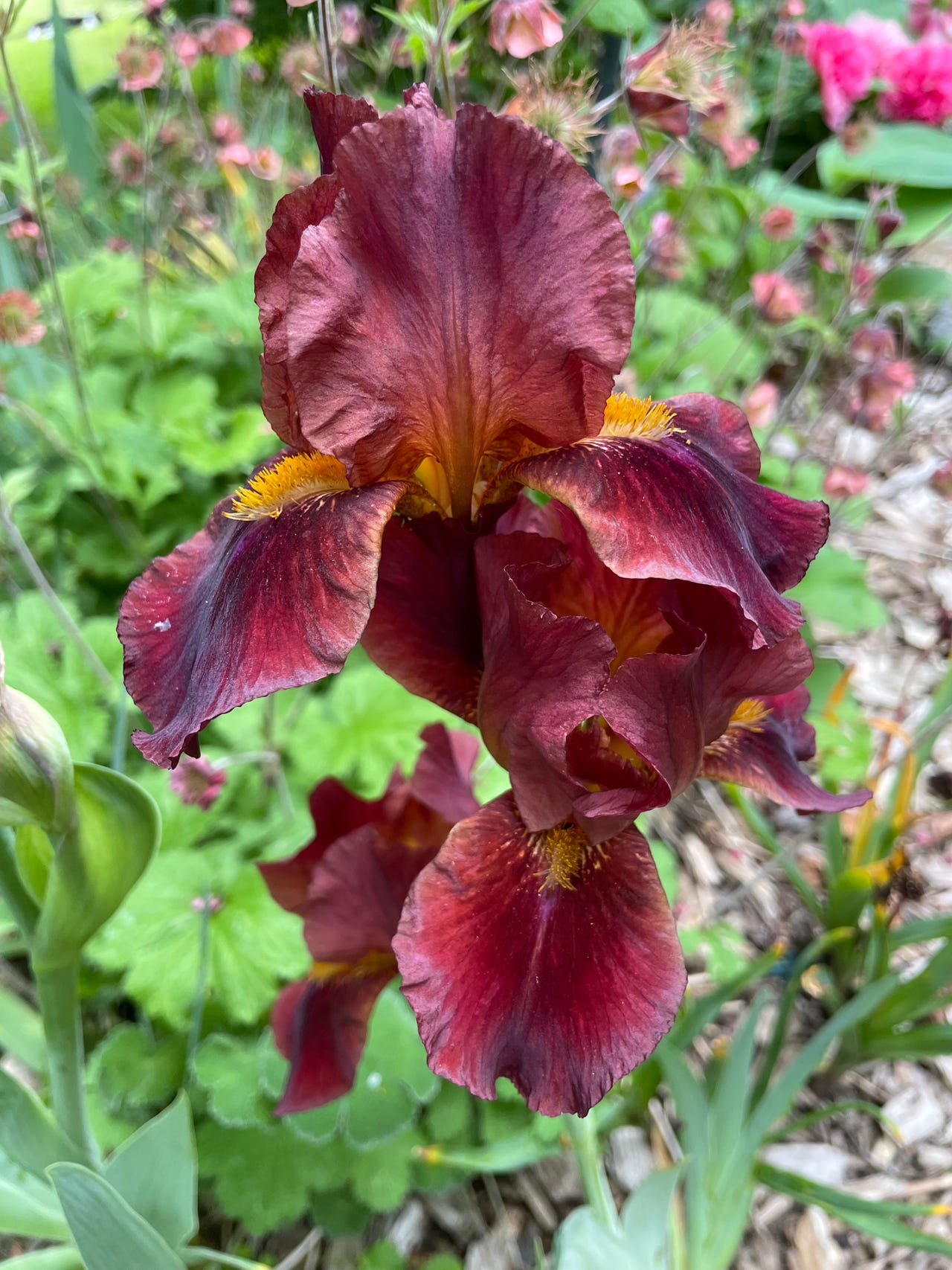 Iris germanica ’Red Zinger’