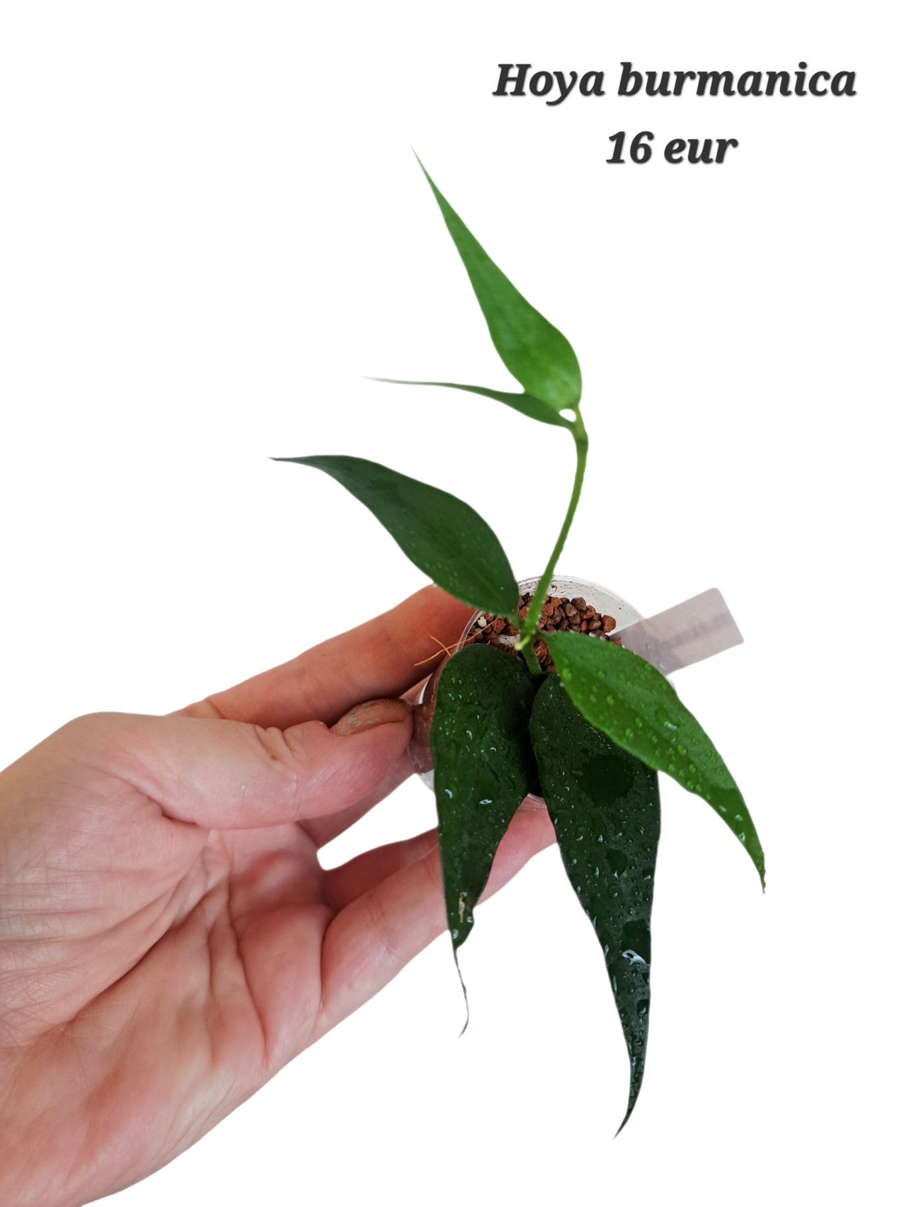 Hoya burmanica