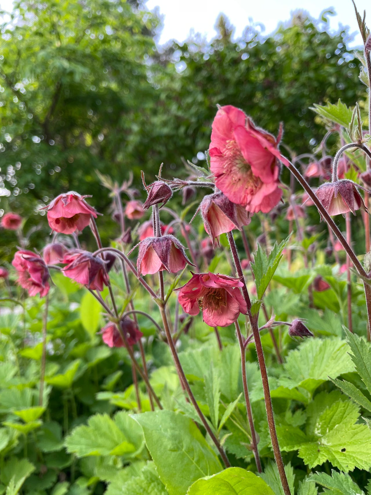 Kellukka ’Bell Bank’