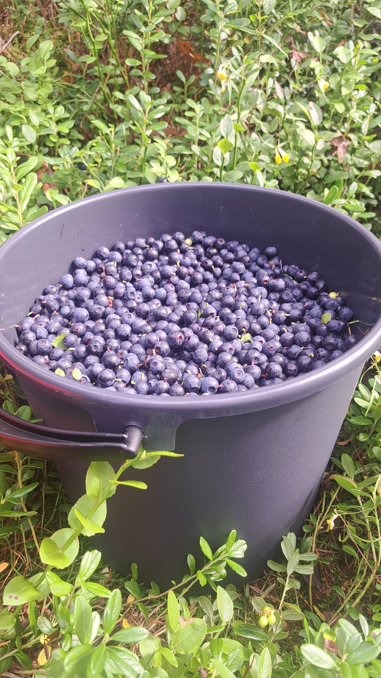 Mustikkaa kotiinkuljetuksella Hamina / Kotka
