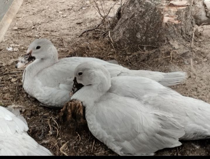 Muscotti lavanteli ankkoja