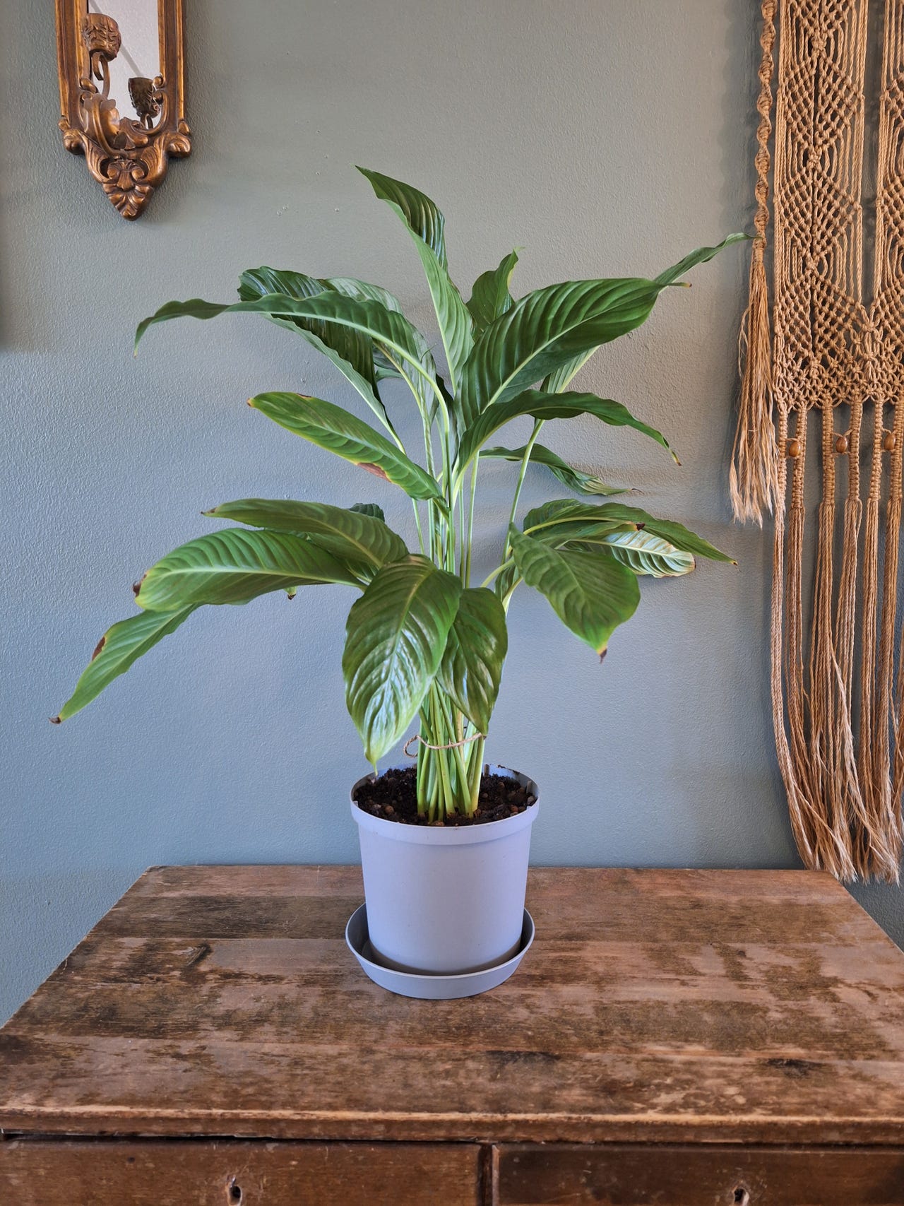Viirivehka, spathiphyllum, viherkasvi, huonekasvi