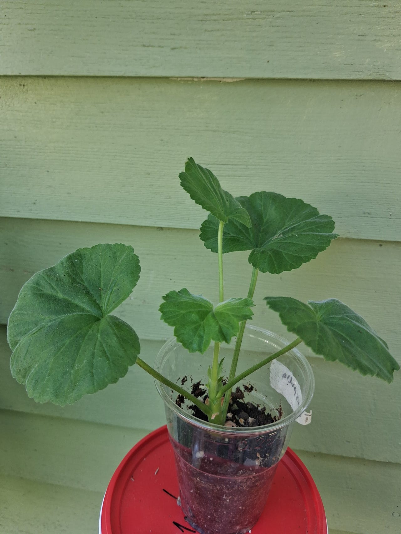 Pelargoni Tierspella