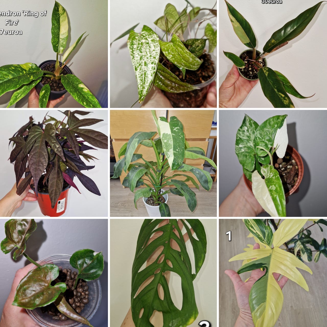 Erilaisia   Philodendronia, köynnösvehkoja ja peikonlehtiä.