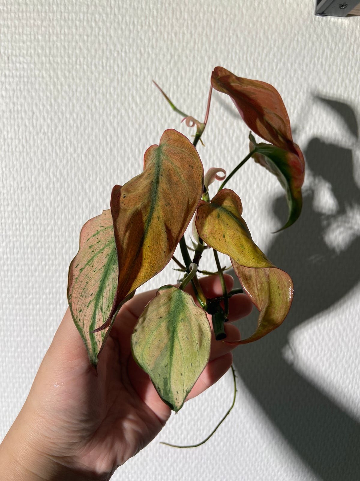 Philodendron Micans Mint
