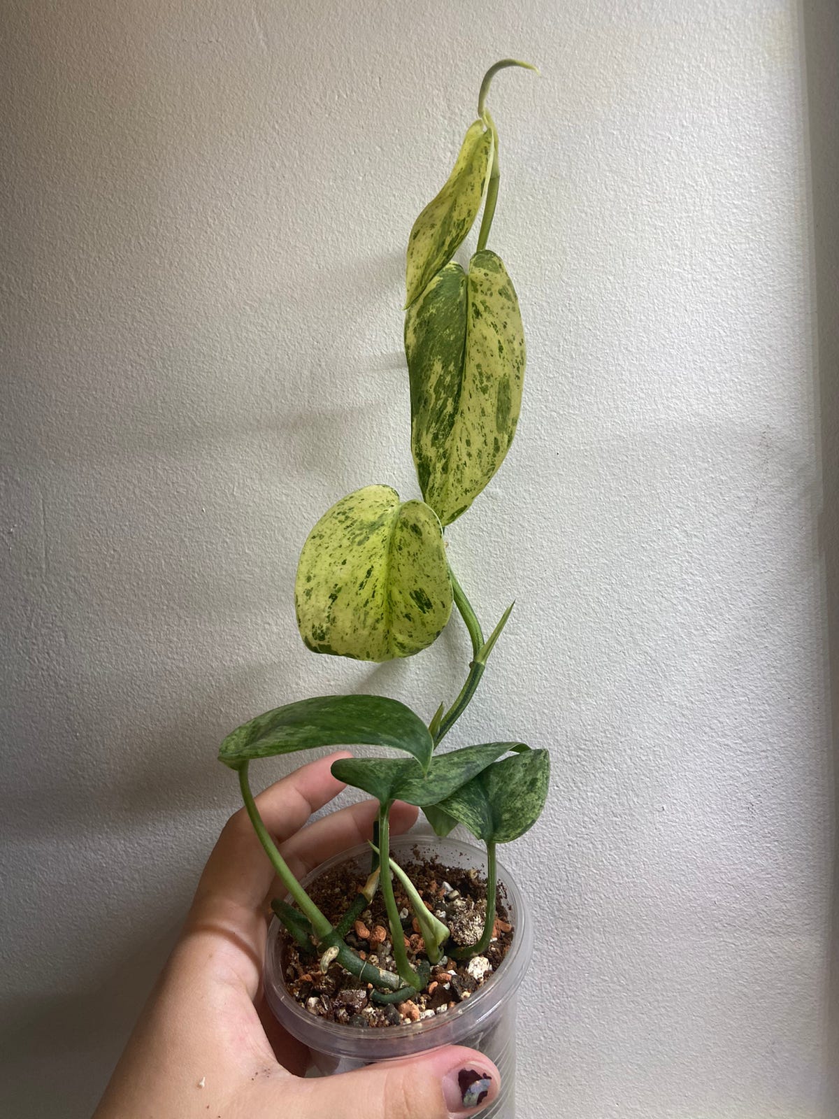 Scindapsus Jade Satin Marble