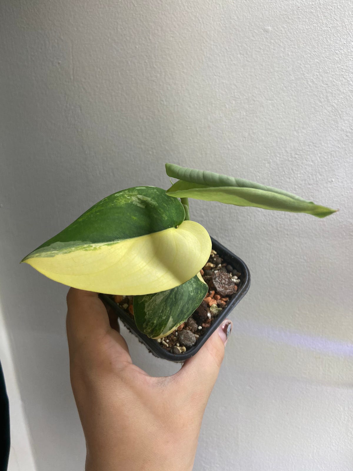 Scindapsus Jade Satin Aurea