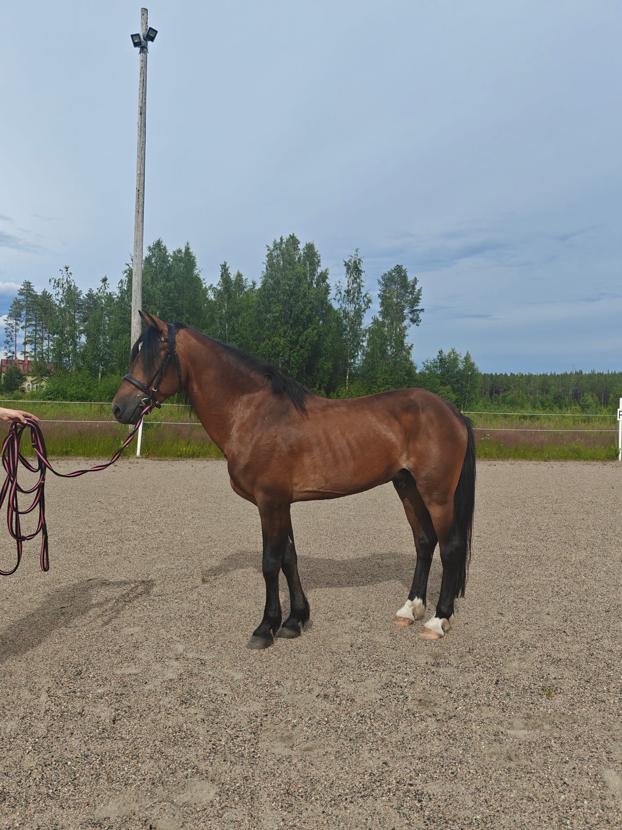 Newforestinponi ori