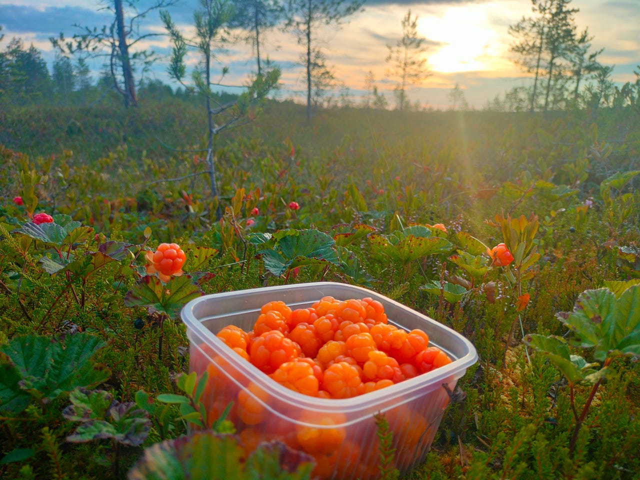 Hillaa 0,5 litran rasioissa, 10kpl