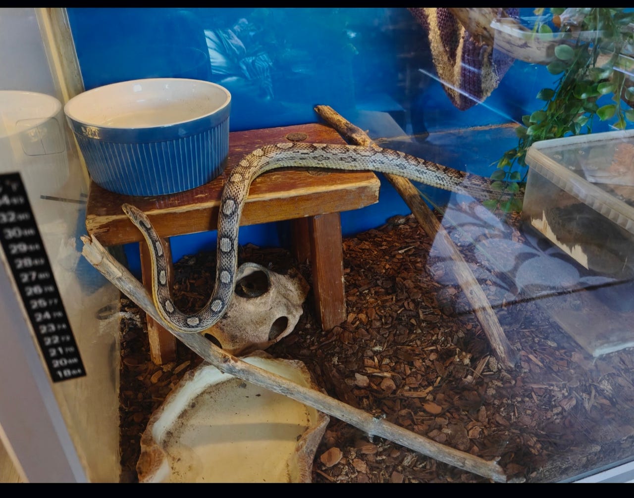 Viljakäärme +Terraario