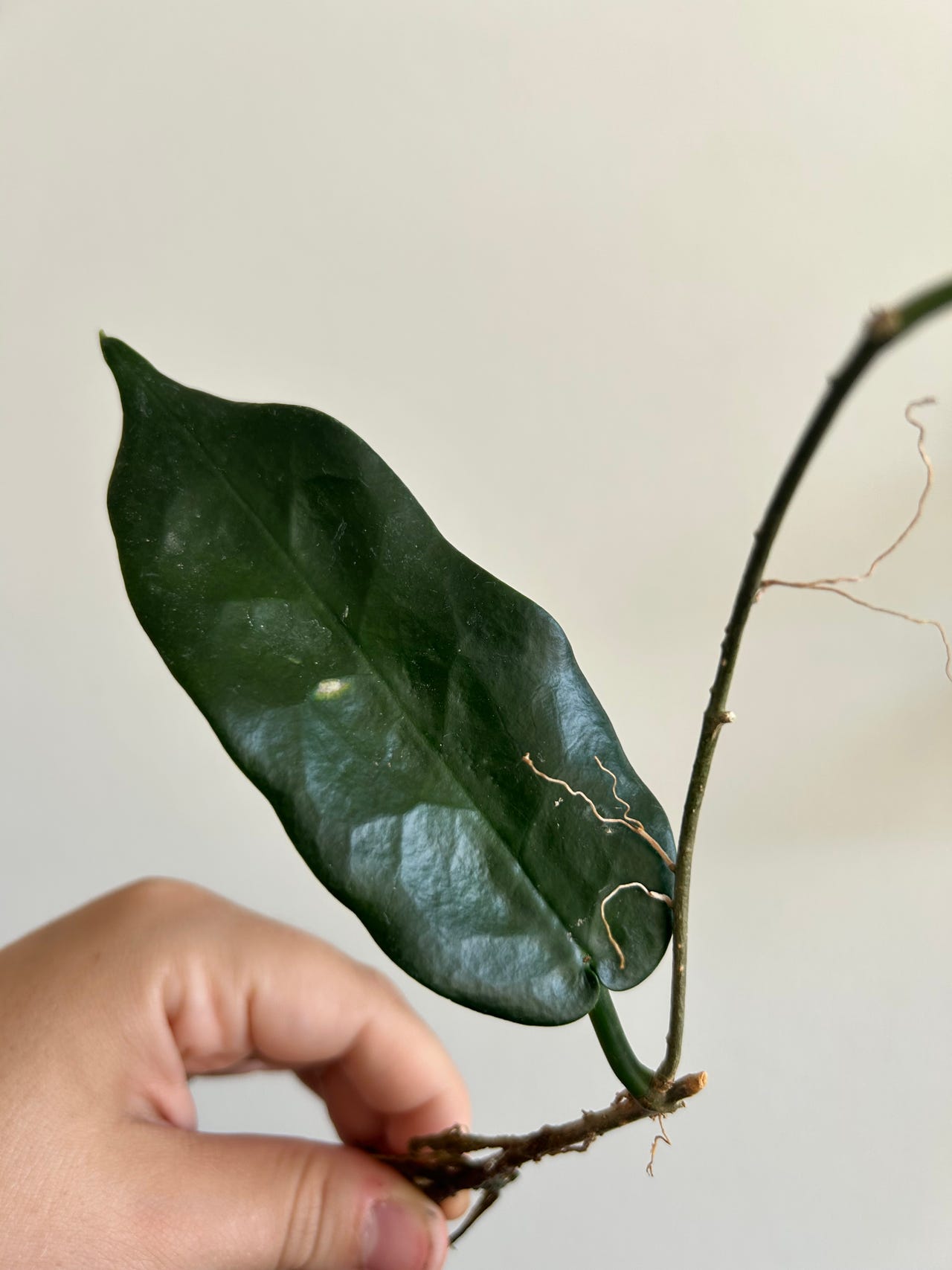 Hoya Seanie