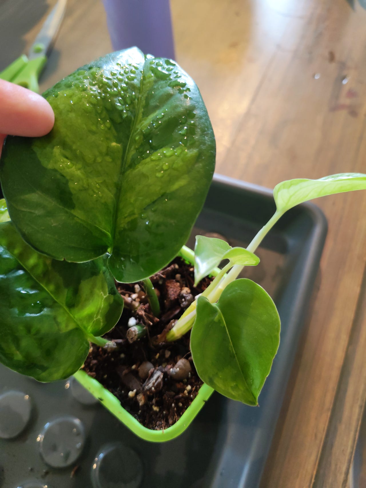 Epipremnum Global Green