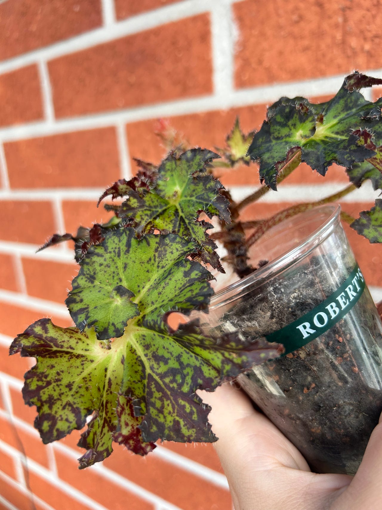 Begonia rex Tiger