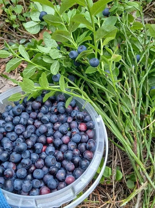 Mustikka ( mustikoita , mustikat )
