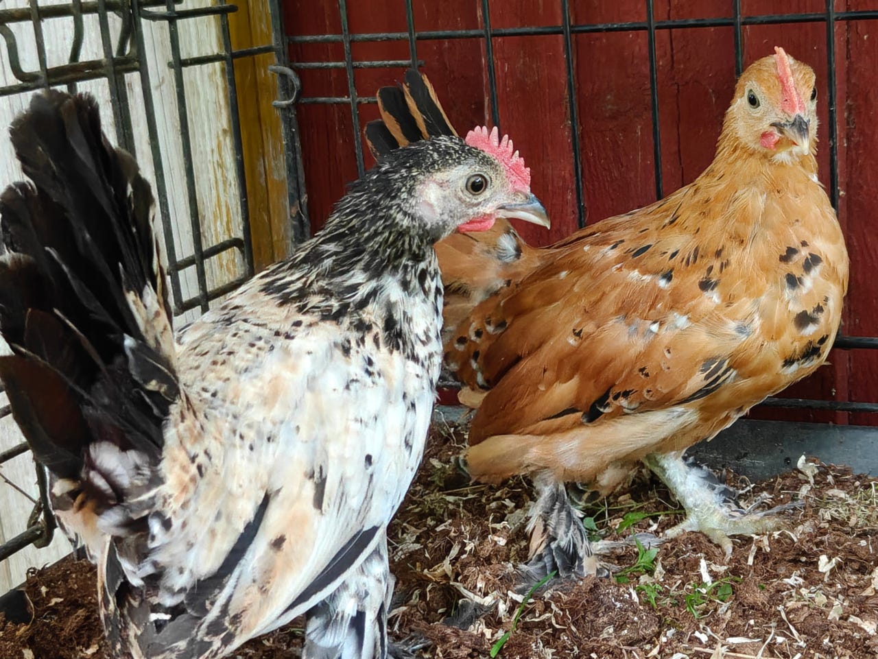 Kaksi Mille Fleur kukkoa