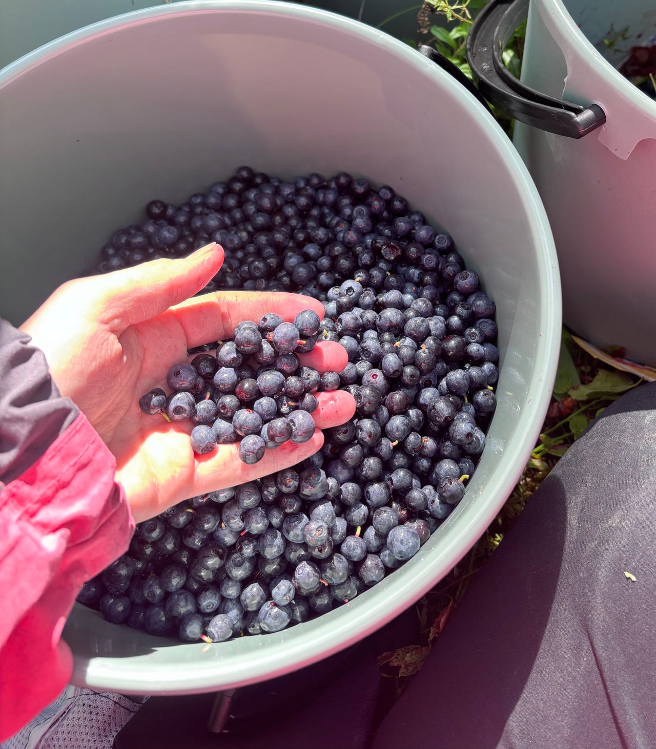 Tuoreita metsämustikoita 5 kg 50 € 2026
