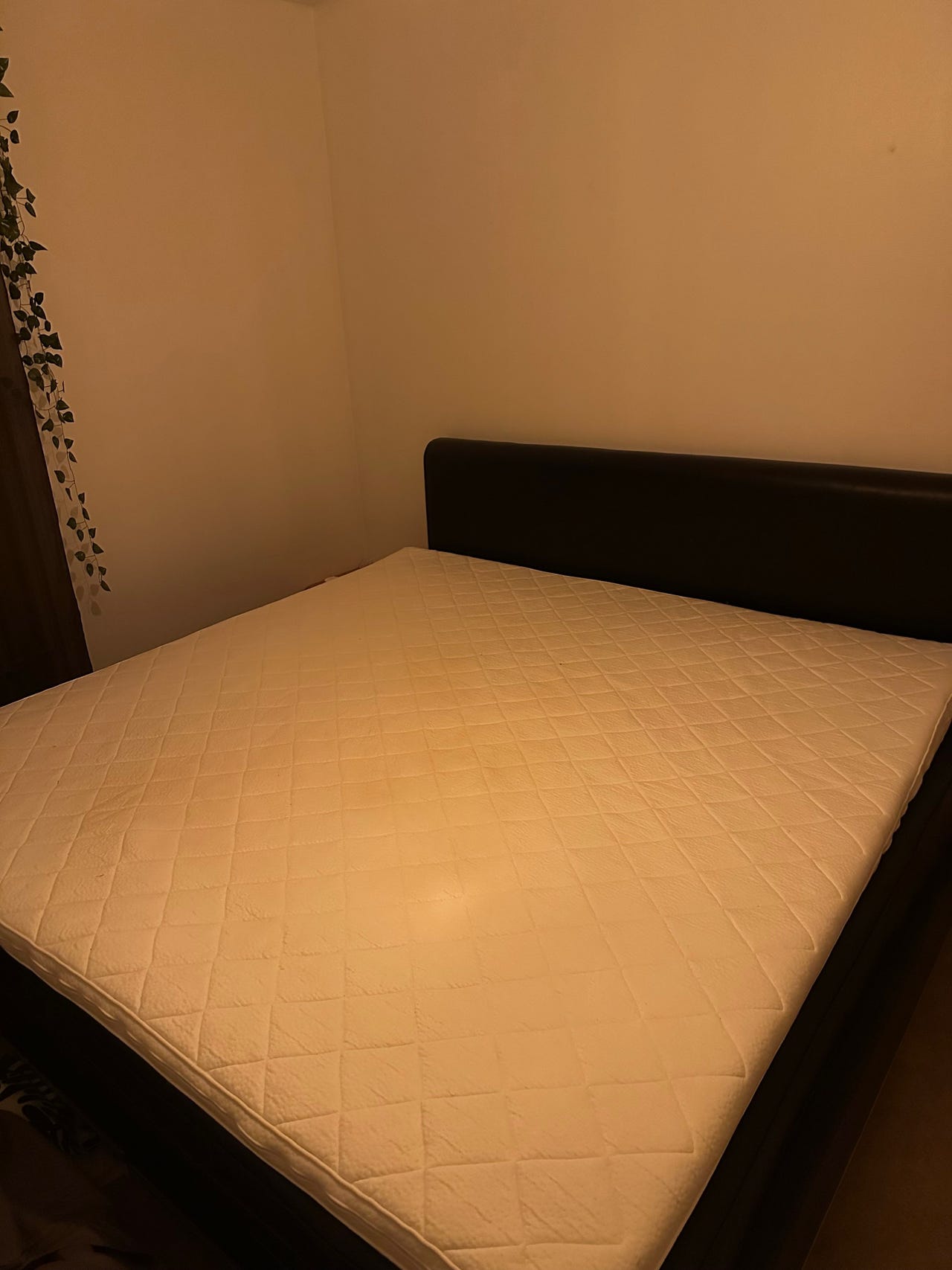 Musta jätti sänky 210 x 210cm + memory foam patja