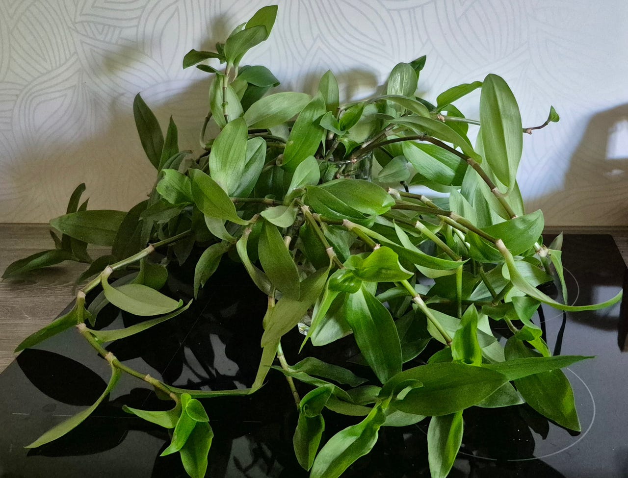 Nippu upeaa ja tervettä, vihreää juorua