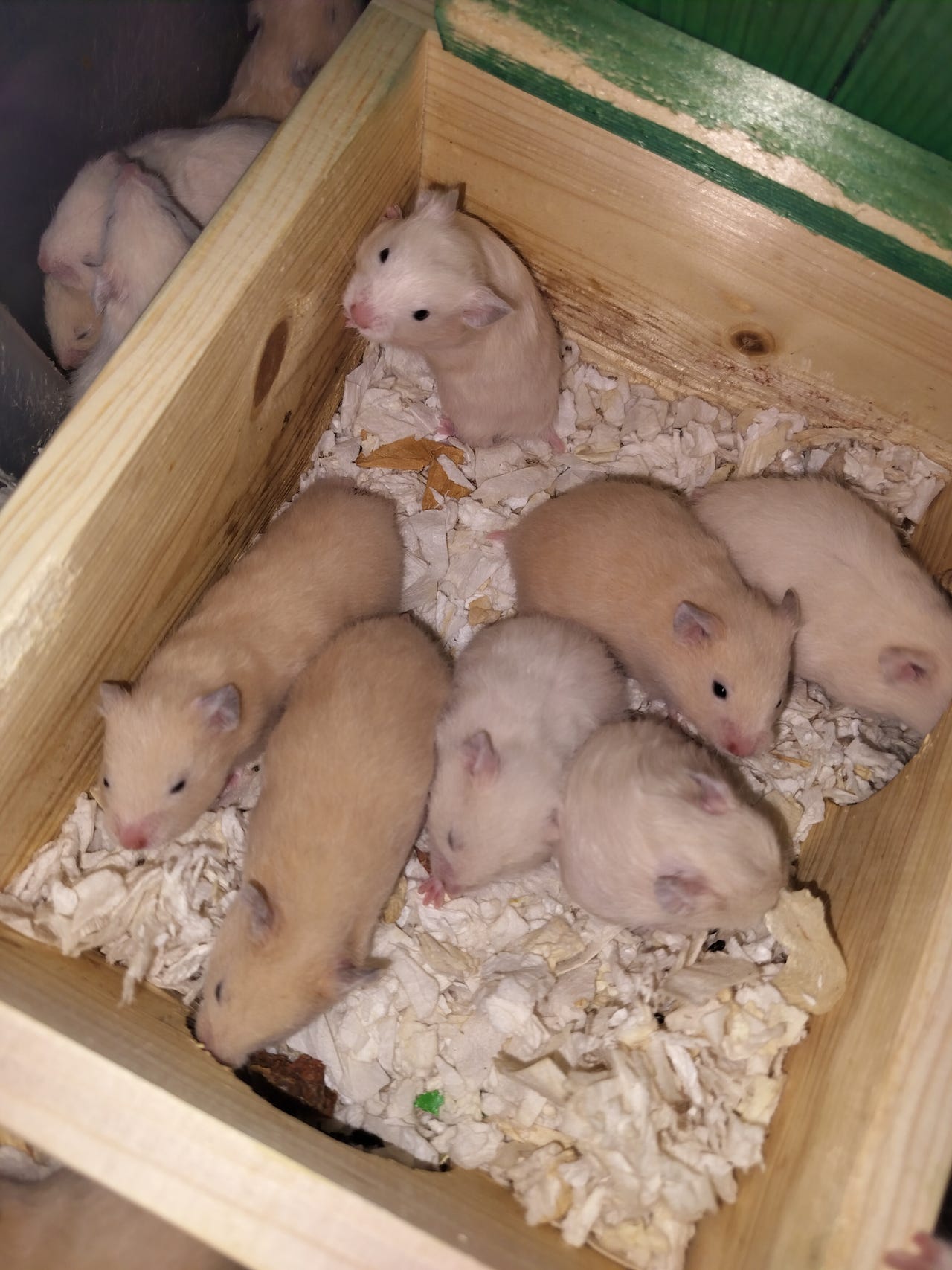 Syyrianhamsterinpoikasia