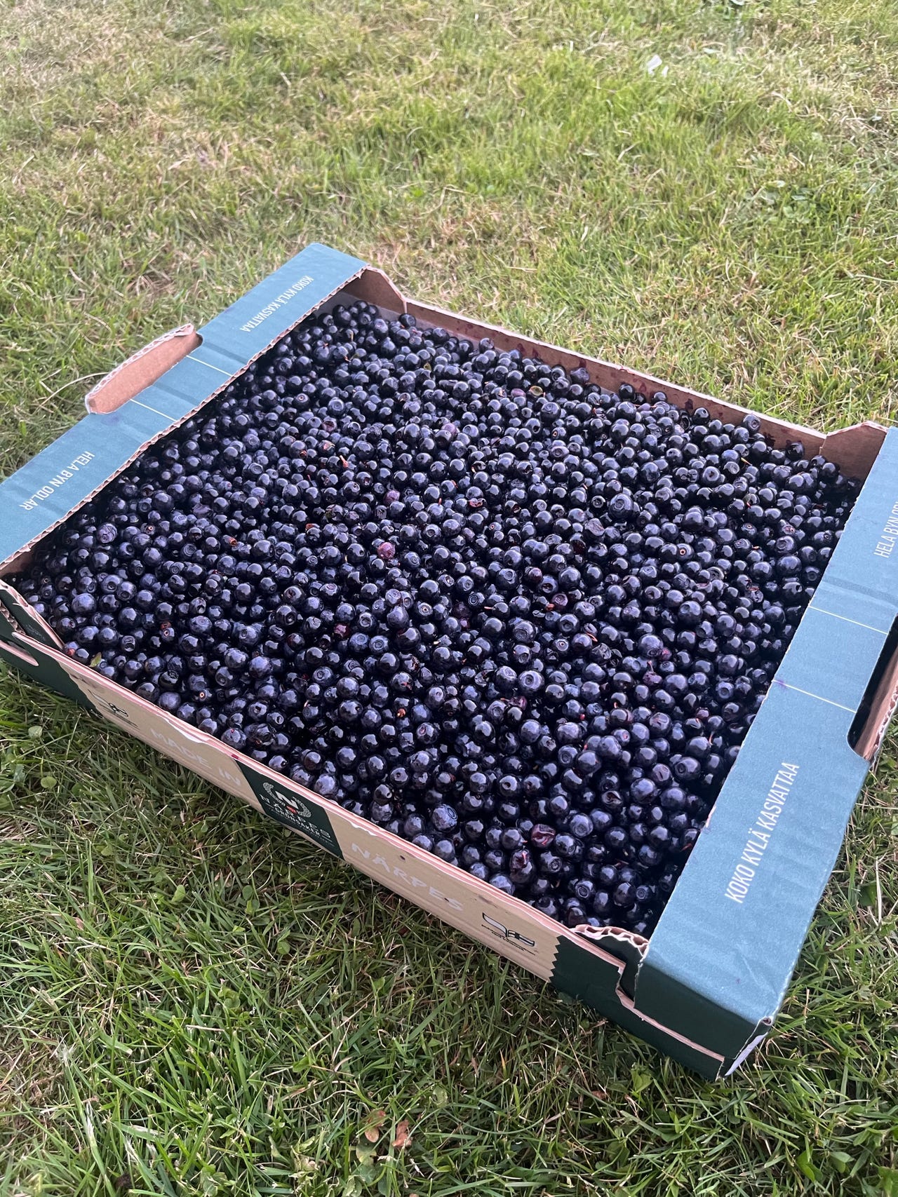Mustikat laatikossa