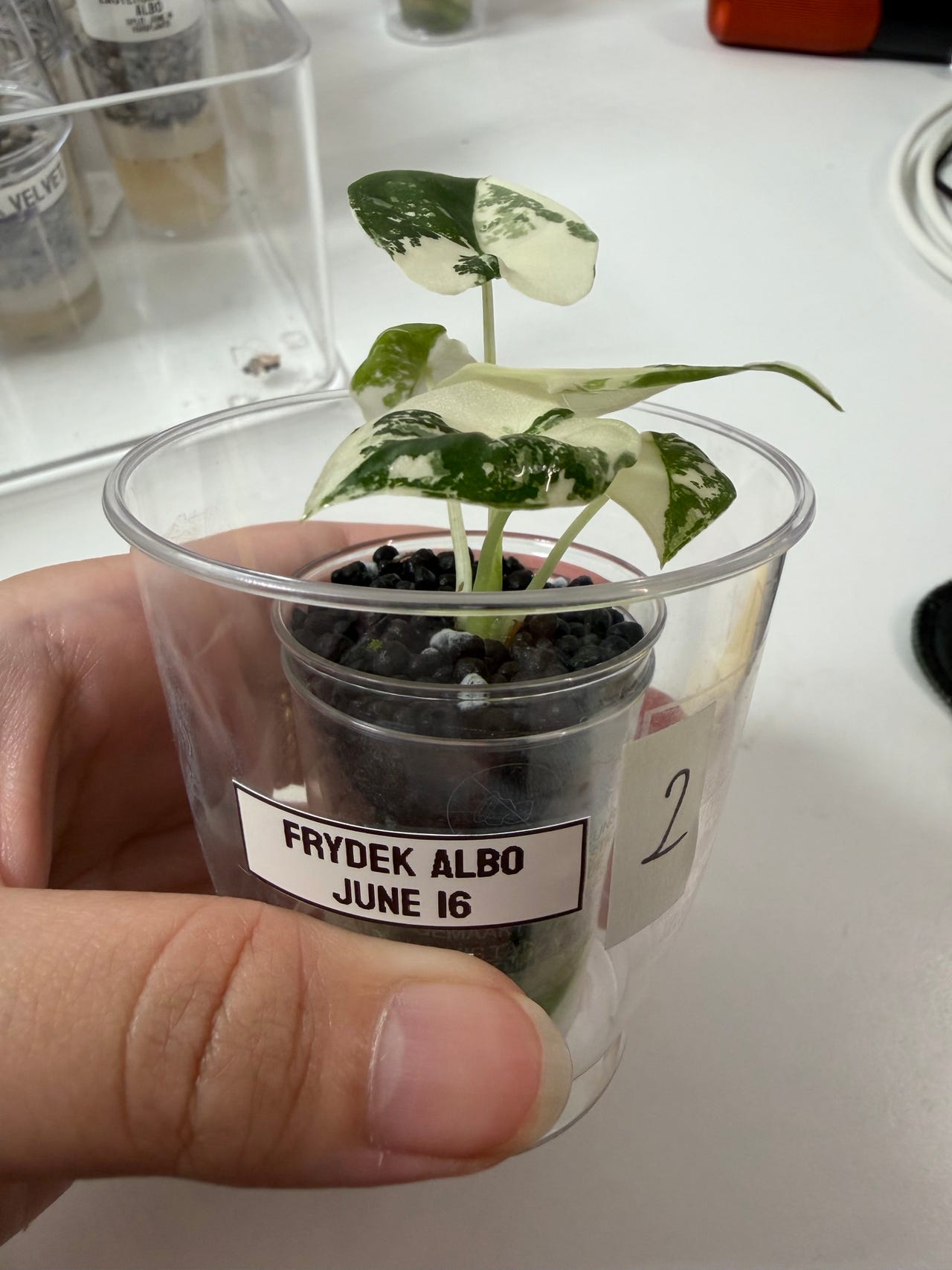 Alocasia Frydek Albo - Plant / Kasvi #2