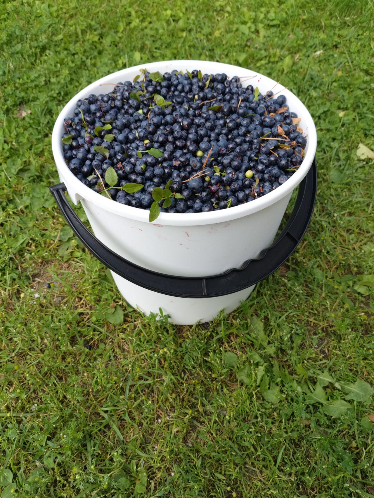 Mustikoita, 10 l