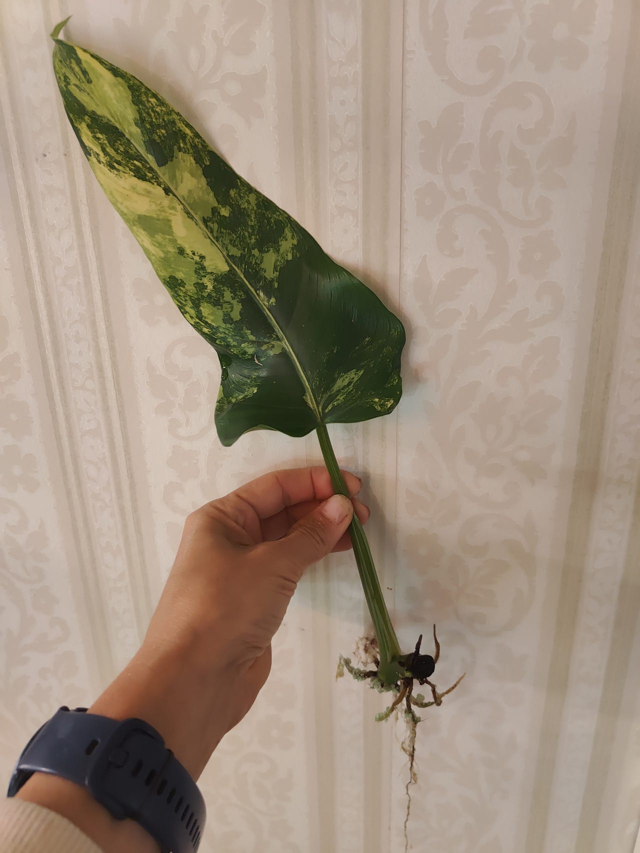 Domesticum variegata pistokas