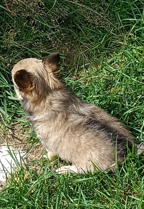 Chihuahua narttu pentu