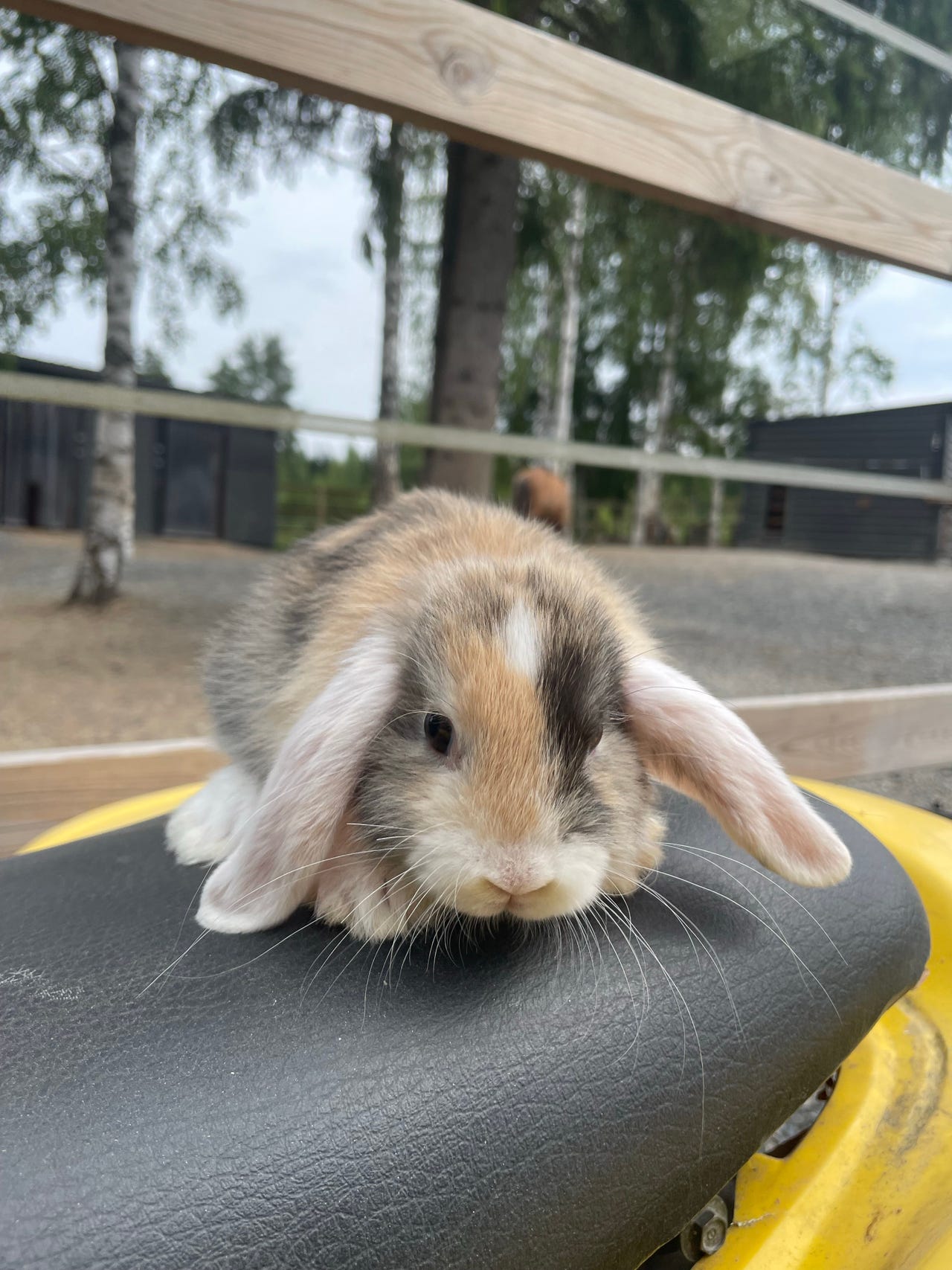 Kääpiöluppa naaras
