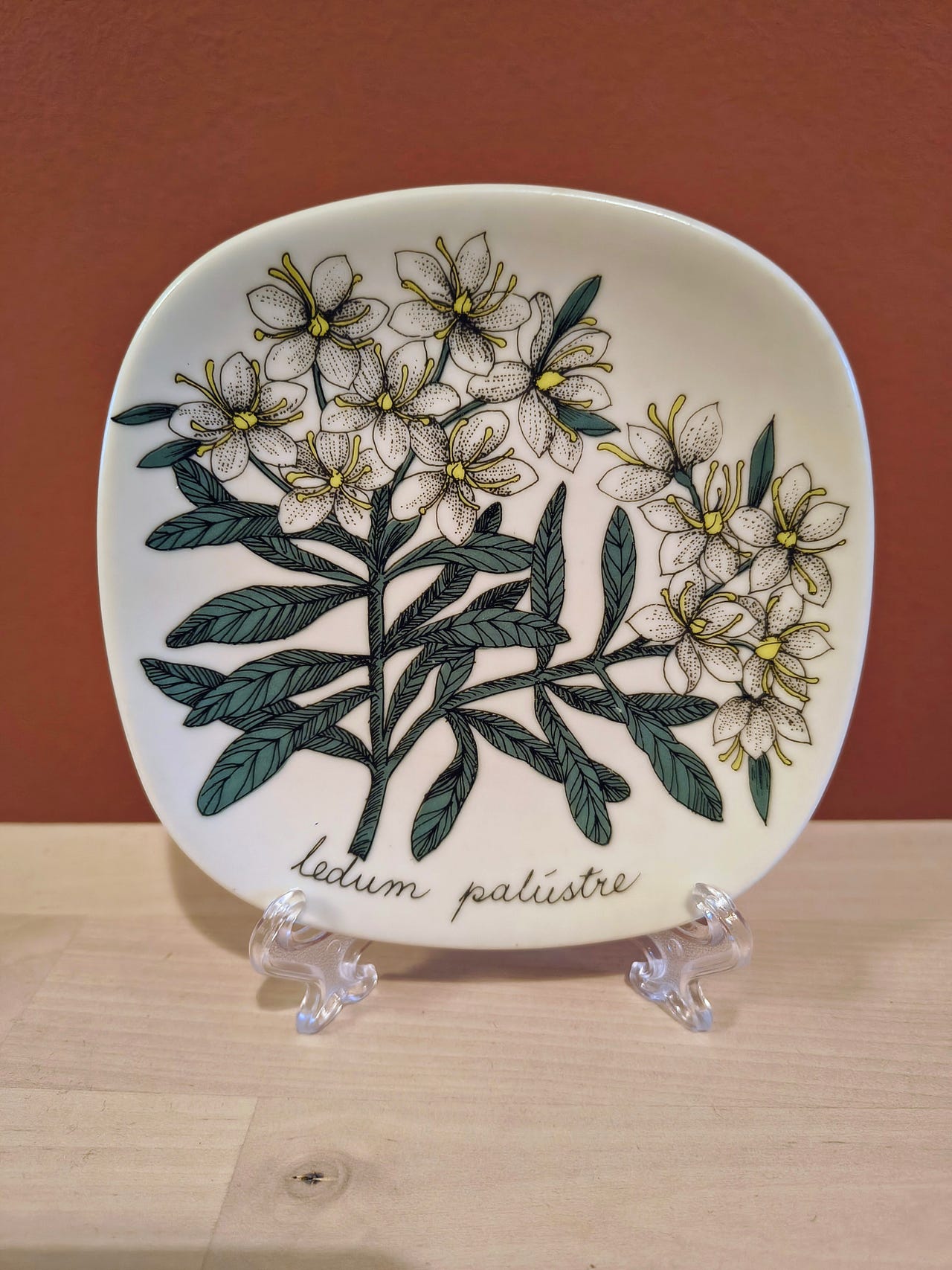 Arabia Botanica Suopursu - Ledum palustre - Esteri Tomula | Tori