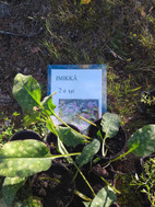 Pikkukuva