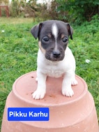 Pikkukuva