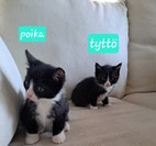 Pikkukuva
