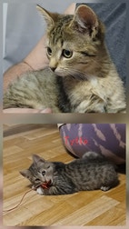 Pikkukuva